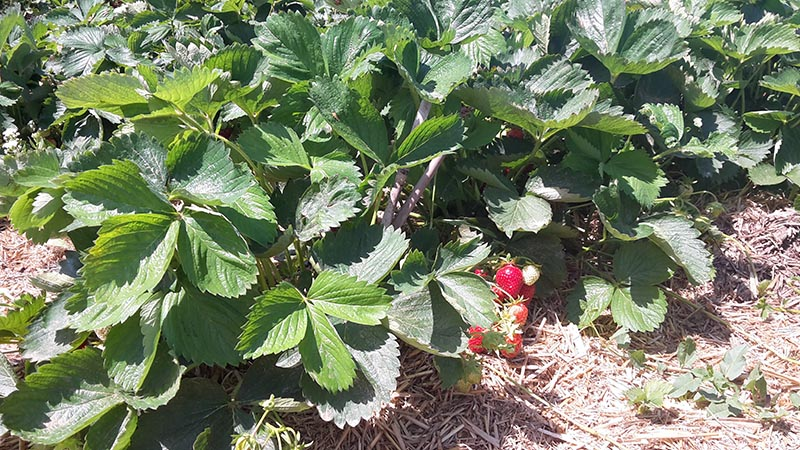 Jahodové rastliny na poli